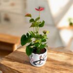 Pink Anthurium Indoor Plant