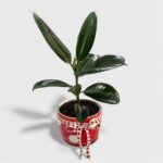 Rubber Indoor Plant