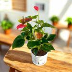 Red Anthurium Indoor Plant