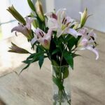 Blush Pink Lily Serenity Vase