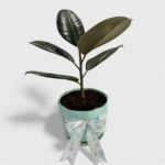 Rubber Indoor Plant - Image 2