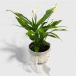Lily Potted Plant - Image 3