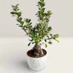 Ficus Ginseng Bonsai Plant