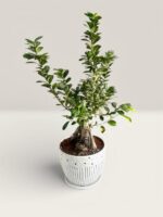 Ficus Ginseng Bonsai Plant