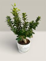 Ficus Ginseng Bonsai Plant - Image 3