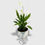 Lily Potted Plant