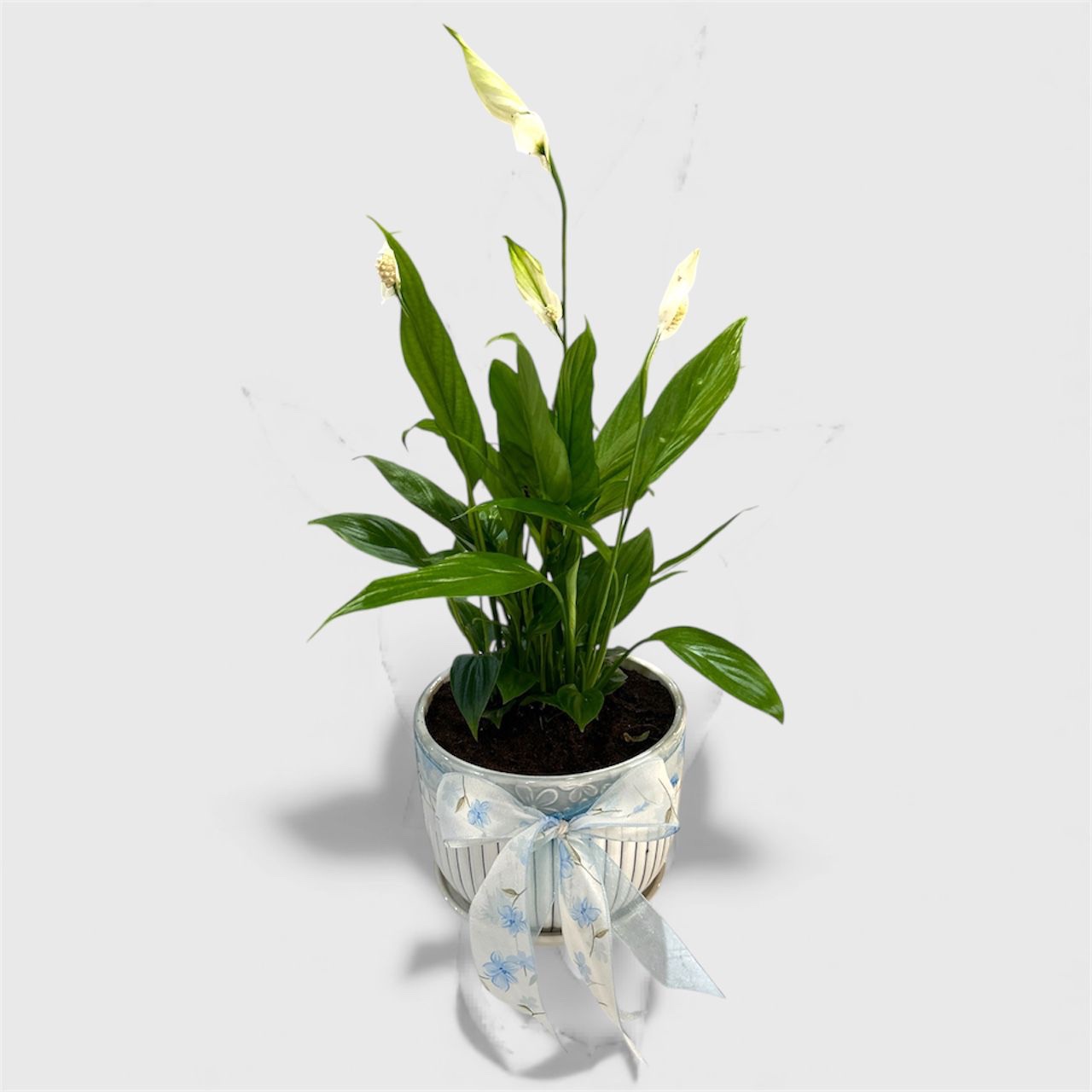 Lily Potted Plant