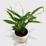 Lily Potted Plant - Image 2