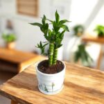 Lucky Bamboo in Ceramic Pot