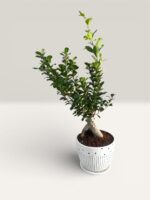 Ficus Ginseng Bonsai Plant - Image 2